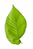 Orme - feuille (Ulmus sp.)